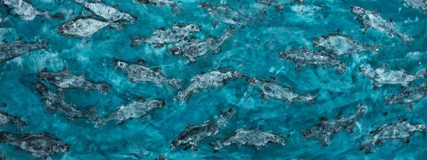 Llobarros i orades